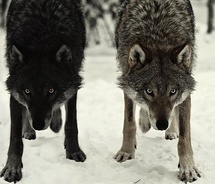 twin wolves